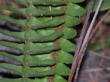 Nephrolepis cordifolia / Felce cordifolia